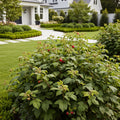 Bushel and Berry? Raspberry Shortcake? Bush