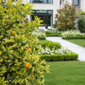 Calamondin Tree - Citrofortunella microcarpa