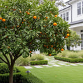 California Honey Mandarin Tree - Citrus reticulata