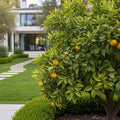 California Honey Mandarin Tree - Citrus reticulata 'Honey'