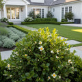 Cold Hardy Tea Plant - Camellia sinensis