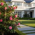 Camellia 'Shi-Shi Gashira' Shrub - Camellia japonica 'Shi-Shi Gashira'