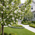 CandyCrisp? Apple Tree - Malus domestica 'CandyCrisp'