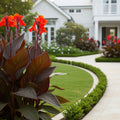 Canna Cannova? ?Bronze Scarlet? Lily Plant - Canna ? generalis