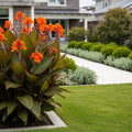 Canna Cannova? Orange Shades Lily Plant - Canna x generalis