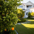 Cara Cara Orange Tree - Citrus sinensis