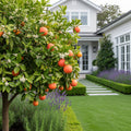 Cara Cara Orange Tree - Citrus sinensis 'Cara Cara'