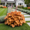 Caramel Heuchera Plant - Heuchera 'Caramel'