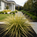 Carex Evergold (Japanese Sedge) - Japanese Sedge