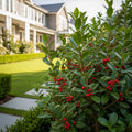 Carissa Holly Shrub