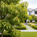 Carmen-Hass? Avocado Tree - Persea americana 'Carmen-Hass'