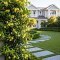 Carolina Jasmine Arizona - Gelsemium rankinii