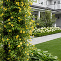 Carolina Jasmine - Gelsemium sempervirens