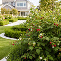 Caroline Raspberry Bush - USDA Organic - Rubus idaeus 'Caroline'