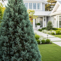Carolina Sapphire Cypress Tree - Cupressus arizonica 'Carolina Sapphire'