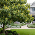 Catalina Avocado Tree - Persea americana 'Catalina'