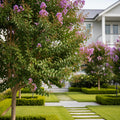 Catawba Crape Myrtle Tree California - Lagerstroemia indica 'Catawba'