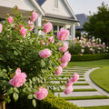 Cathedral Bells? Rose Shrub - Rosa 'Cathedral Bells'