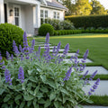 Proven Winners? Cat's Meow Nepeta - Nepeta