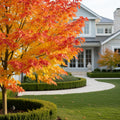 Celebration Maple Tree - Acer ? freemanii 'Celebration'