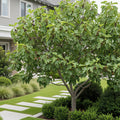 Celeste Fig Tree - Ficus carica 'Celestial'
