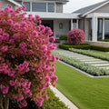 Bloomables? Cerise Charm Loropetalum - Loropetalum chinense