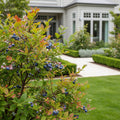 Chandler Blueberry Bush - Vaccinium corymbosum 'Chandler'
