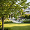 Chandler Walnut Tree - Juglans regia 'Chandler'