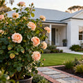 David Austin? Charles Darwin Rose Shrub