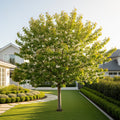 Chelan? Cherry Tree - Prunus avium 'Chelan'