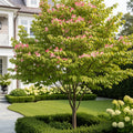 Cherokee Brave Dogwood Tree - Cornus florida 'Comco No. 1'