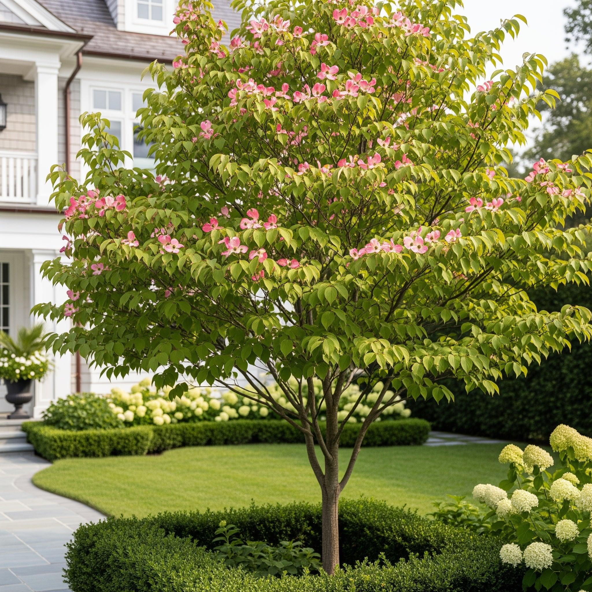 Cherokee Brave Dogwood Tree - Cornus florida 'Comco No. 1'