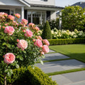Bloomables? Cherries & Champagne? Rose
