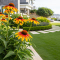 Cheyenne Spirit Echinacea (Coneflower) - Echinacea