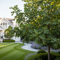 Chicago Hardy Fig Tree - Ficus carica 'Chicago Hardy'