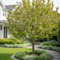 Chinese Mormon Apricot Tree - Prunus armeniaca