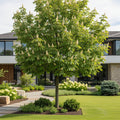 Chinese Chestnut Tree - Castanea mollissima