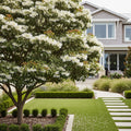 Chinese Fringe Tree - Chionanthus retusus