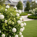 Chinese Snowball Bush - Viburnum macrocephalum