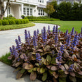 Chocolate Chip Ajuga Plant - Ajuga reptans 'Chocolate Chip'