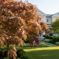 Chocolate Fountain? Weeping Mimosa - Albizia julibrissin