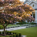 Bloomables? Summer Chocolate Mimosa Tree - Albizia julibrissin 'Summer Chocolate'