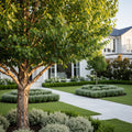 City Slicker? River Birch Tree - Betula nigra 'Cababorn'