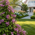 Proven Winners? Clematis 'Sweet Summer Love' Vine