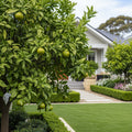 Clementine Tree - Citrus clementina