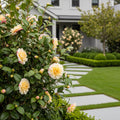 Cleopatra Camellia - Camellia japonica 'Cleopatra'