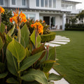 Cleopatra Canna Lily - Canna ? generalis