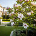 Cleopatra Magnolia Tree - Magnolia 'Cleopatra'