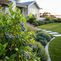 Climax Blueberry Bush
