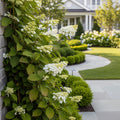 Climbing Hydrangea - Hydrangea anomala petiolaris